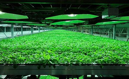 Métodos curativos ancestrales podrían enriquecer sistema de salud