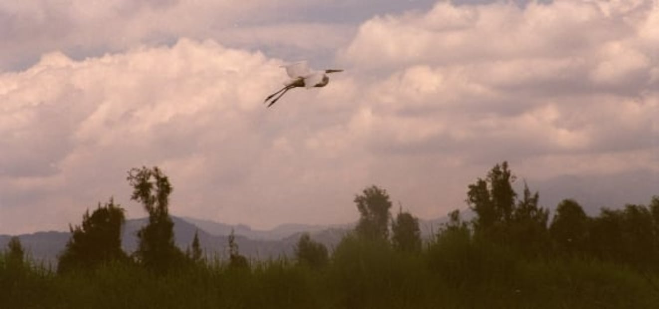 Ahuejotes, los viejos guardianes de las chinampas