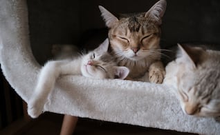 ¿La personalidad de tu gato depende del color de su pelo?; esto dicen la ciencia