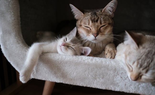 ¿La personalidad de tu gato depende del color de su pelo?; esto dicen la ciencia