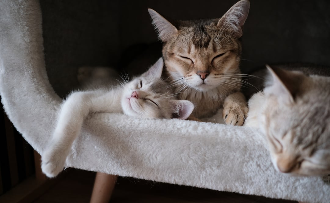 Bríndale a tu gato un espacio exclusivo donde pueda descansar calientito. Foto: Canva