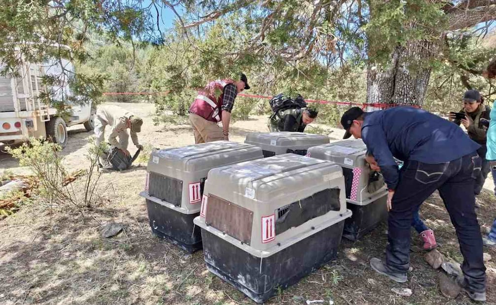 Liberación de cuatro lobos mexicanos en Durango. Foto: X @SEMARNAT_mx