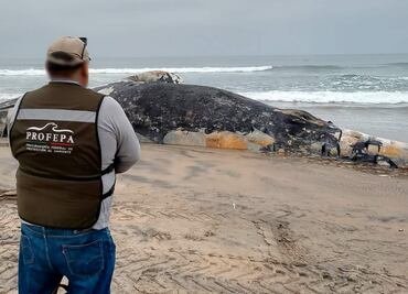 Sepultan a ballena en Playas de Tijuana; registran 40 especies marinas varadas en BC durante 2025