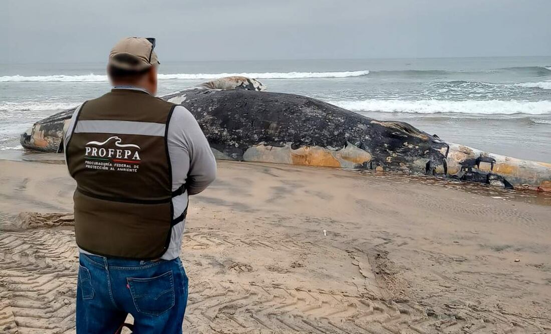 Atienden varamiento de una ballena gris juvenil sin vida en Playas de Tijuana, Baja California este 19 de agosto de 2025. Foto: Profepa