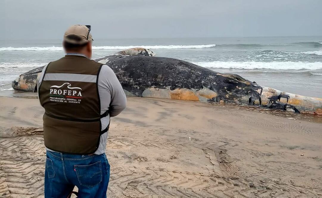Atienden varamiento de una ballena gris juvenil sin vida en Playas de Tijuana, Baja California este 19 de agosto de 2025. Foto: Profepa