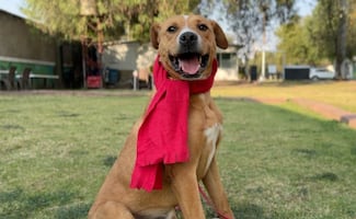 Por quinto año, perritos del Centro de Transferencia Canina serán ayudantes de Santa; promueven su adopción