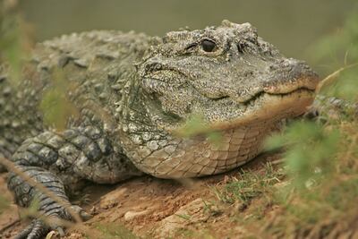 Capturan a caimán "colosal" cerca de escuela en Florida