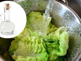 ¿Cómo desinfectar la lechuga de manera sencilla? Evita lavarla solo con agua