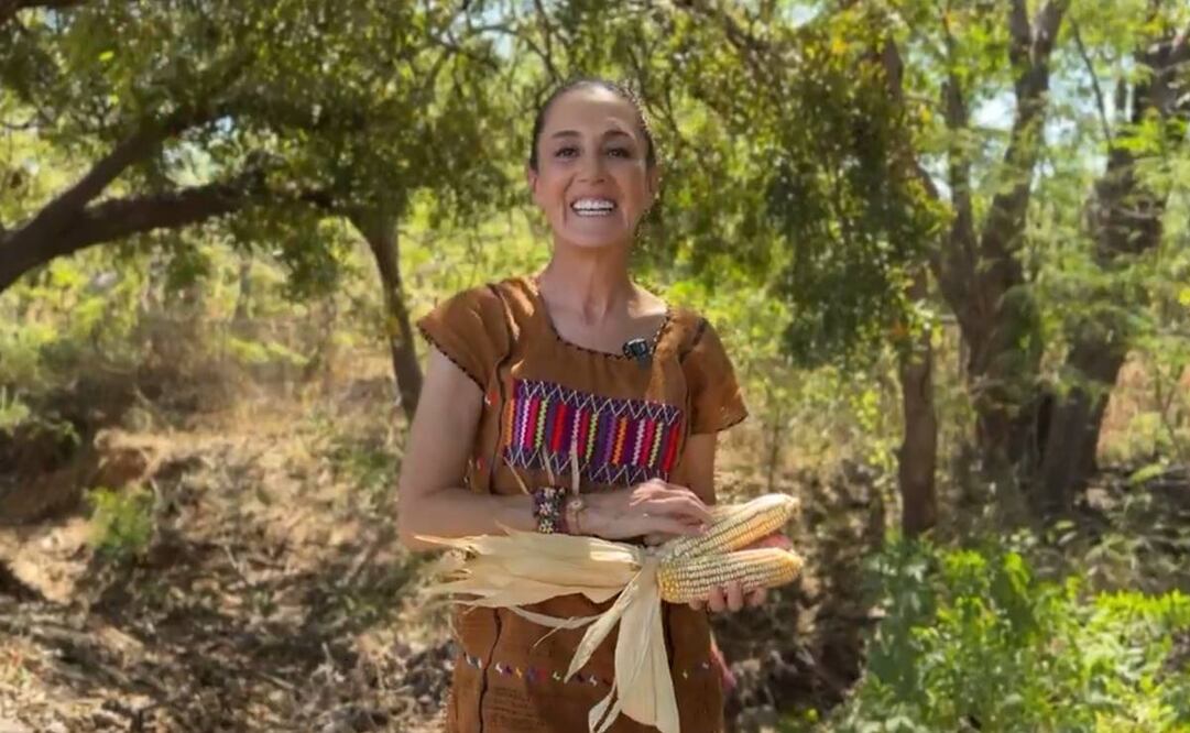 Claudia Sheinbaum, presidenta de México, compartió un video en su cuenta de X, este 26 de enero del 2025, donde anunció  que ya envió una iniciativa sobre maíz transgénico al Congreso. Foto: Captura de pantalla