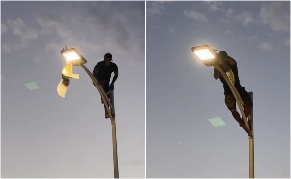 El joven ha sido aplaudido por su valentía y por su determinación para ayudar al ave marina a pesar de que pondría su vida en riesgo. Foto: X