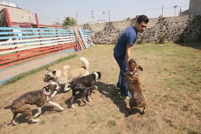 Aquí tu perro no te extrañará en vacaciones