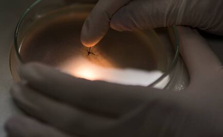 "Zika afectaría entre 3 y 4 millones de personas en América"