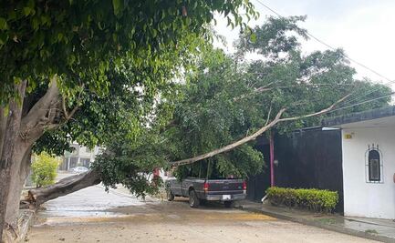 Fuertes lluvias dejan fallas de luz, hospitales afectados y al menos 29 árboles caídos en Oaxaca