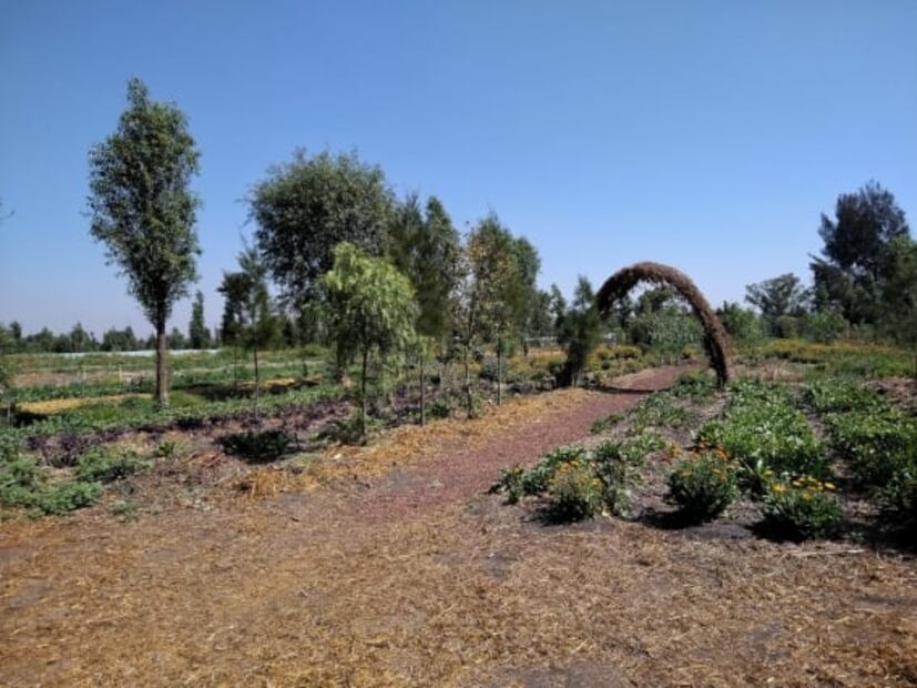La chinampa, cultivo ancestral y vital para la alimentación