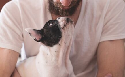 Divorciados acuerdan ante un juez un régimen de visitas y tenencia de perros