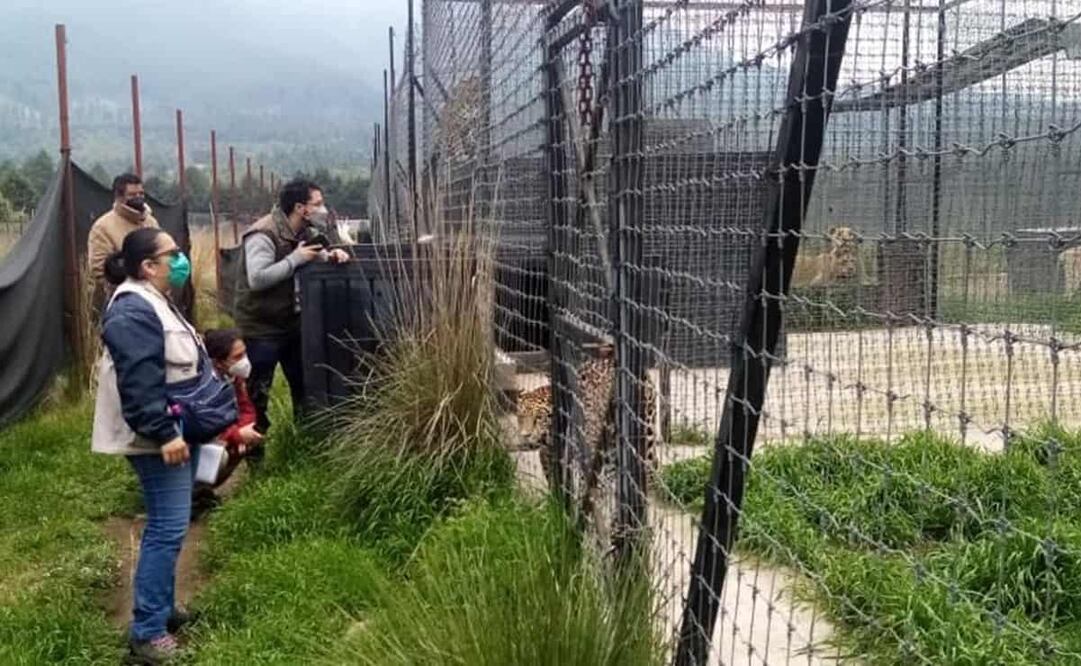 Los felinos serán revisados para conocer su estado de salud. Foto: Especial