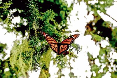 Punto por punto, Semarnat explica reformas de AMLO sobre el sector ambiental y protección animal