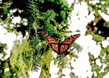 Punto por punto, Semarnat explica reformas de AMLO sobre el sector ambiental y protección animal