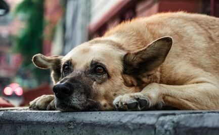 ¿Cómo identificar los síntomas de envenenamiento en tu mascota?; conoce qué medidas tomar