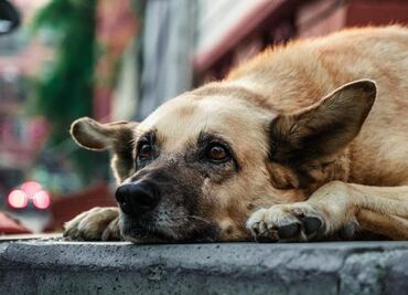 ¿Cómo identificar los síntomas de envenenamiento en tu mascota?; conoce qué medidas tomar