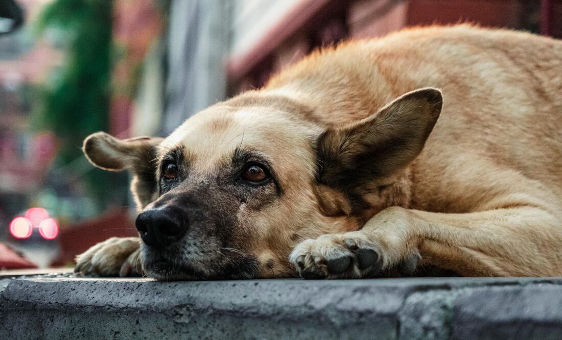 ¿Cómo identificar envenenamiento en tu mascota? Foto: Canva