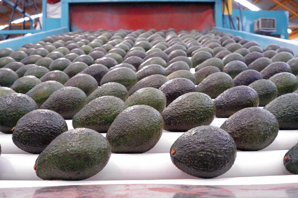 Entre los principales productos de exportación de México hacia Estados Unido s destacan 800 mil toneladas de aguacate (ARCHIVO EL UNIVERSAL)