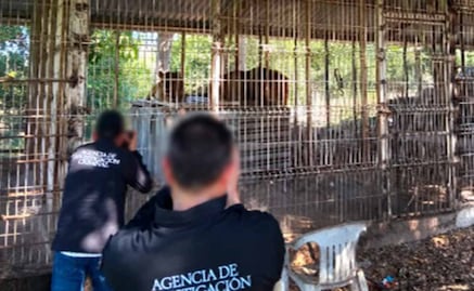 Aseguran dos leones y 11 venados en fincas de Jalisco; inician investigación por delitos contra la biodiversidad