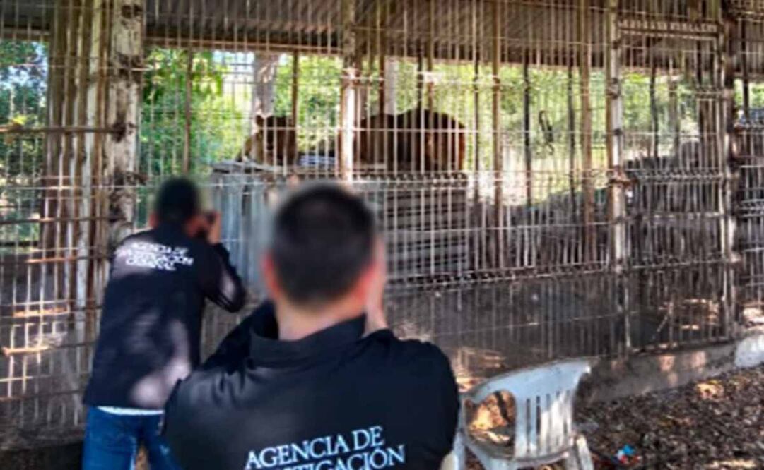 FGR asegura 2 leones y 11 venados en finca en Jalisco. Foto: Especial