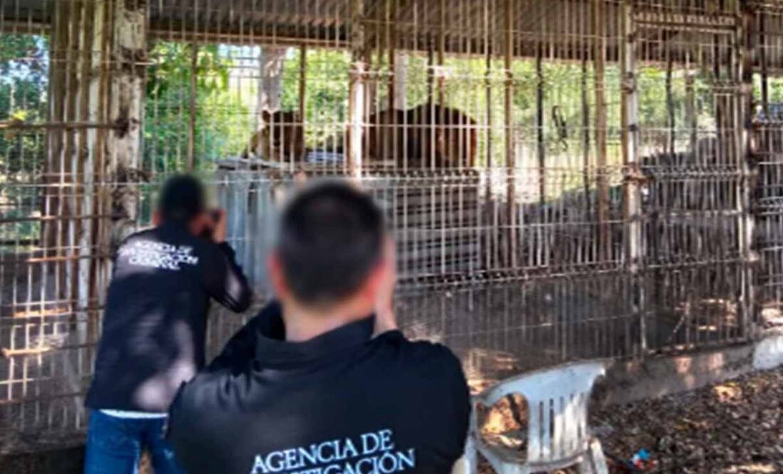 FGR asegura 2 leones y 11 venados en finca en Jalisco. Foto: Especial