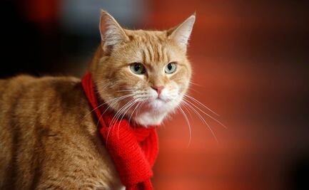 Fallece el gato que inspiró el best-seller "A Street Cat Named Bob"