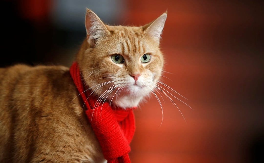 Foto: AP Photo/Alastair Grant, archivo