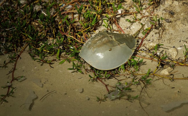 Cacerolita de mar, en riesgo; un fósil viviente muere como carnada