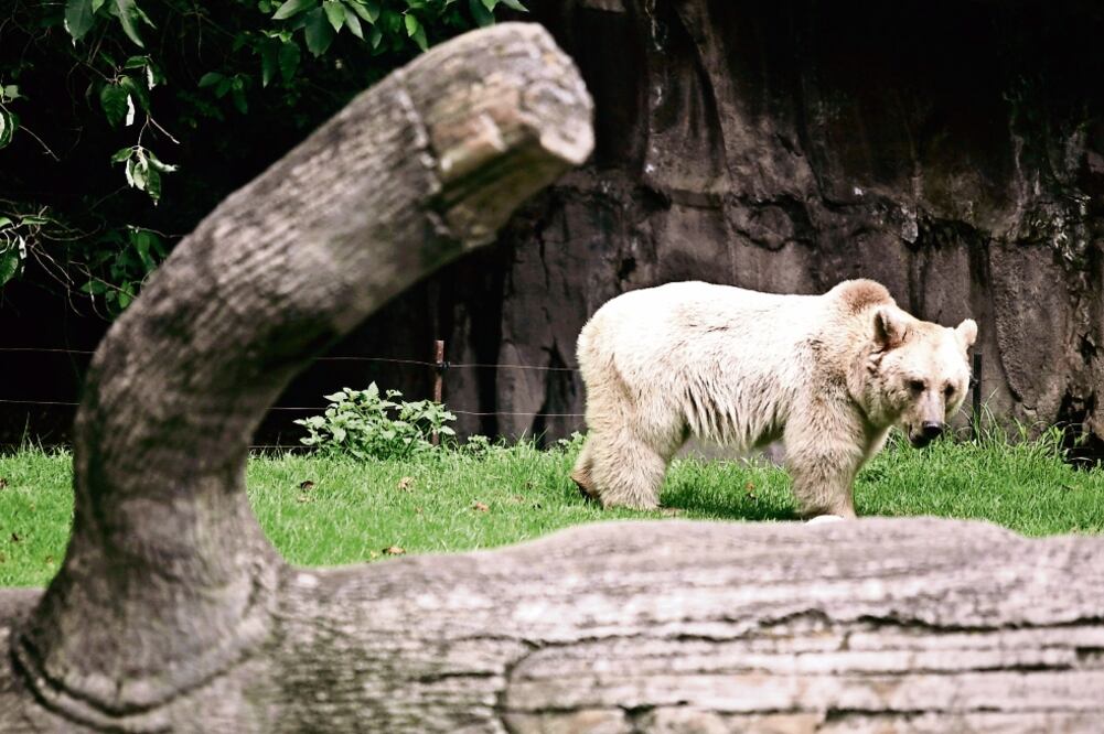 El exhibidor del oso padro fue adaptado como bosque templado en la que se aprecia una cascada y un cuerpo de agua que les permite nadar (IVÁN STEPHENS. EL UNIVERSAL)