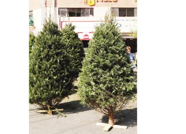 Profepa regresa 15 mil árboles de Navidad a EU