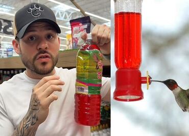 ¿Cuáles son las consecuencias del uso de néctar artificial para colibríes? Experto lo explica
