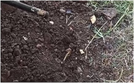 Encuentran restos humanos en fosas clandestinas de Guanajuato; realizan trabajos de identificación genética 