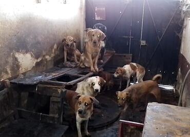 Algunos de los 95 lomitos rescatados en Neza, formarán parte de la unidad canina de la Fiscalía Edomex