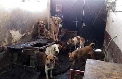Algunos de los 95 lomitos rescatados en Neza, formarán parte de la unidad canina de la Fiscalía Edomex