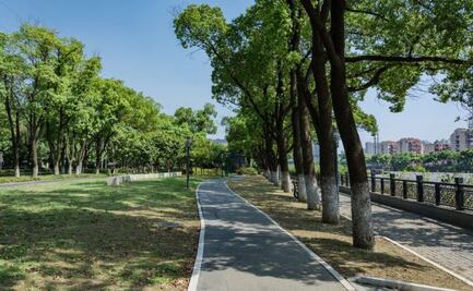 Conoce los árboles para plantar que no dañan la banqueta