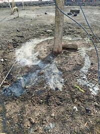 Urgen a cuidar el riego del ahuehuete