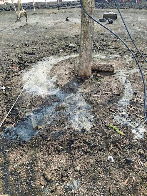 El cemento no dañará el árbol, dijo un biólogo. Foto: Especial