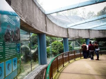 Sedema lanza fideicomiso para modernizar zoológicos y preservar especies en CDMX