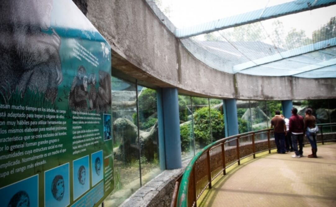 10 datos sobre el Zoológico de Chapultepec, a sus 98 años