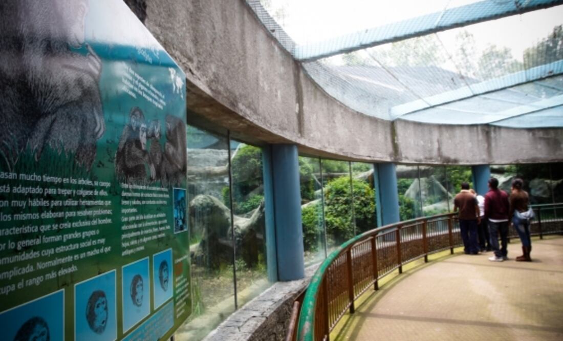 10 datos sobre el Zoológico de Chapultepec, a sus 98 años