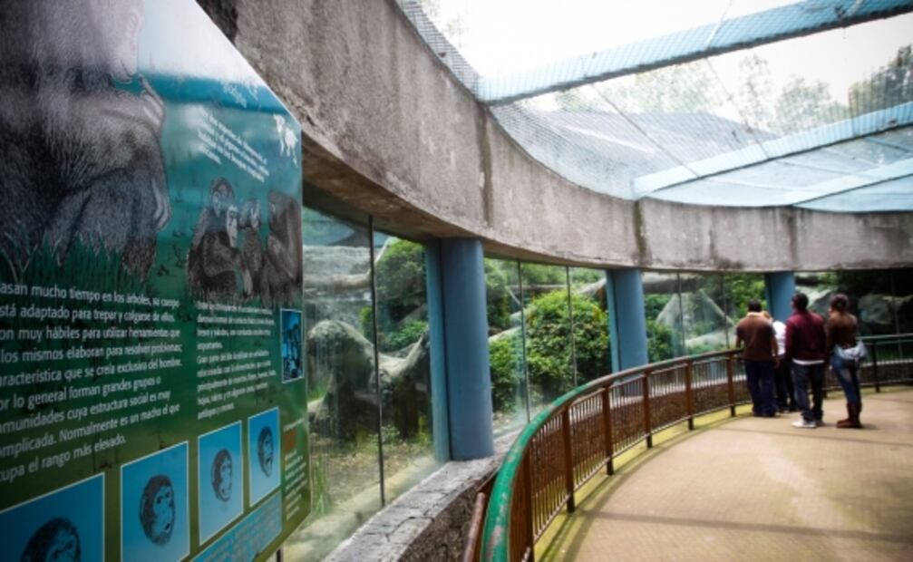 10 datos sobre el Zoológico de Chapultepec, a sus 98 años