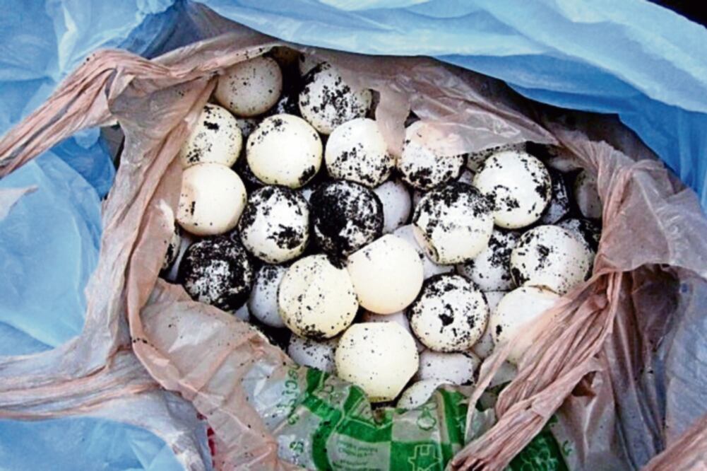 Tras detectar la presencia de algunos depredadores y para evitar su posible saqueo, elementos de la Semar y trabajadores de la Profepa recuperaron los huevos de tortuga Golfina de dos nidos (PROFEPA)