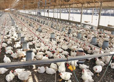 Usan excremento humano para convertirlo en alimento para animales en Kenia