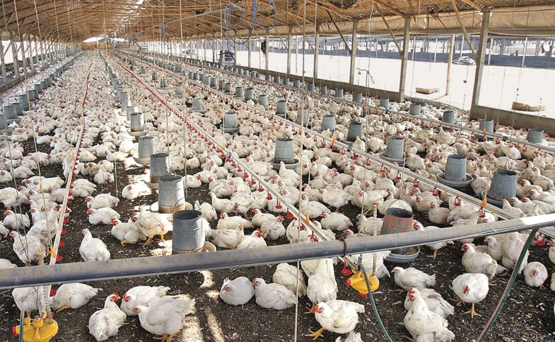 Foto: Archivo / EL UNIVERSAL