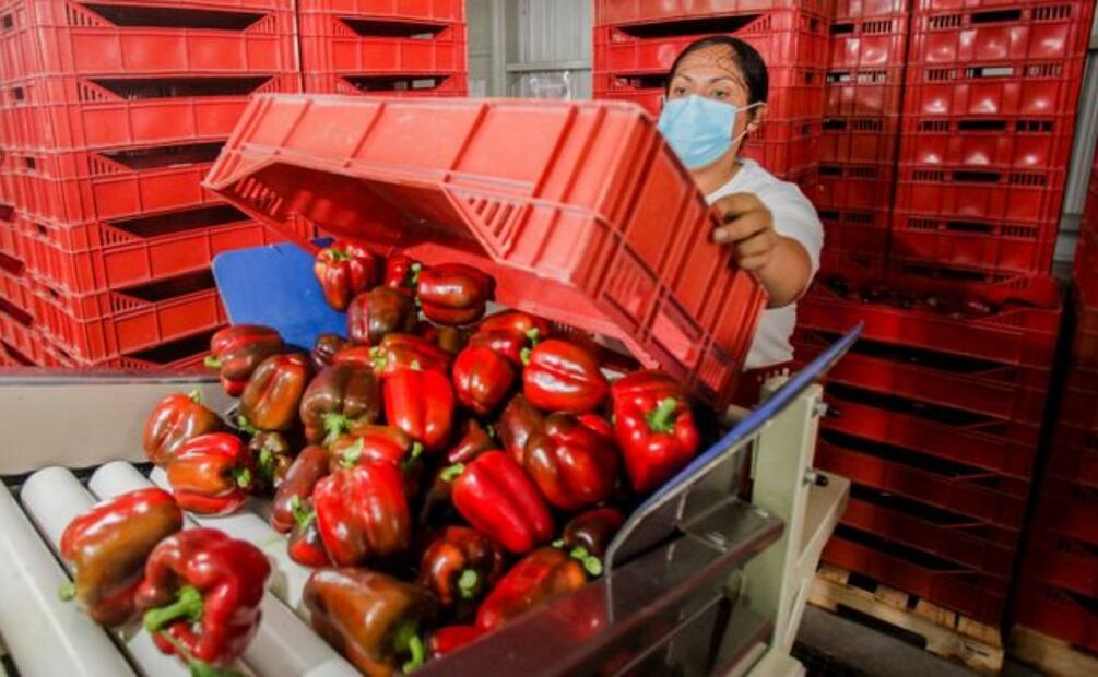 Pimiento morrón mexicano se exportará a Japón tras 16 años de negociación (19/09/2025). Foto: Especial
