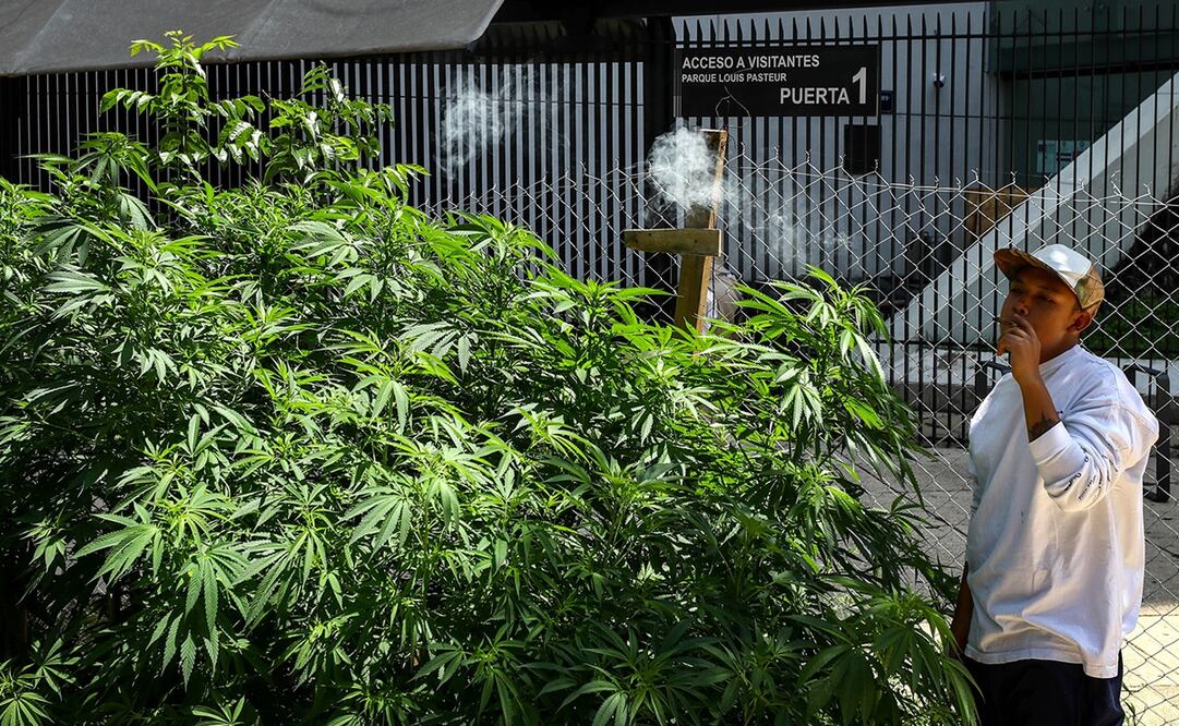 El 20 de abril se conmemora el Día Mundial de la Marihuana. Foto: Diego Simón Sánchez/ EL UNIVERSAL